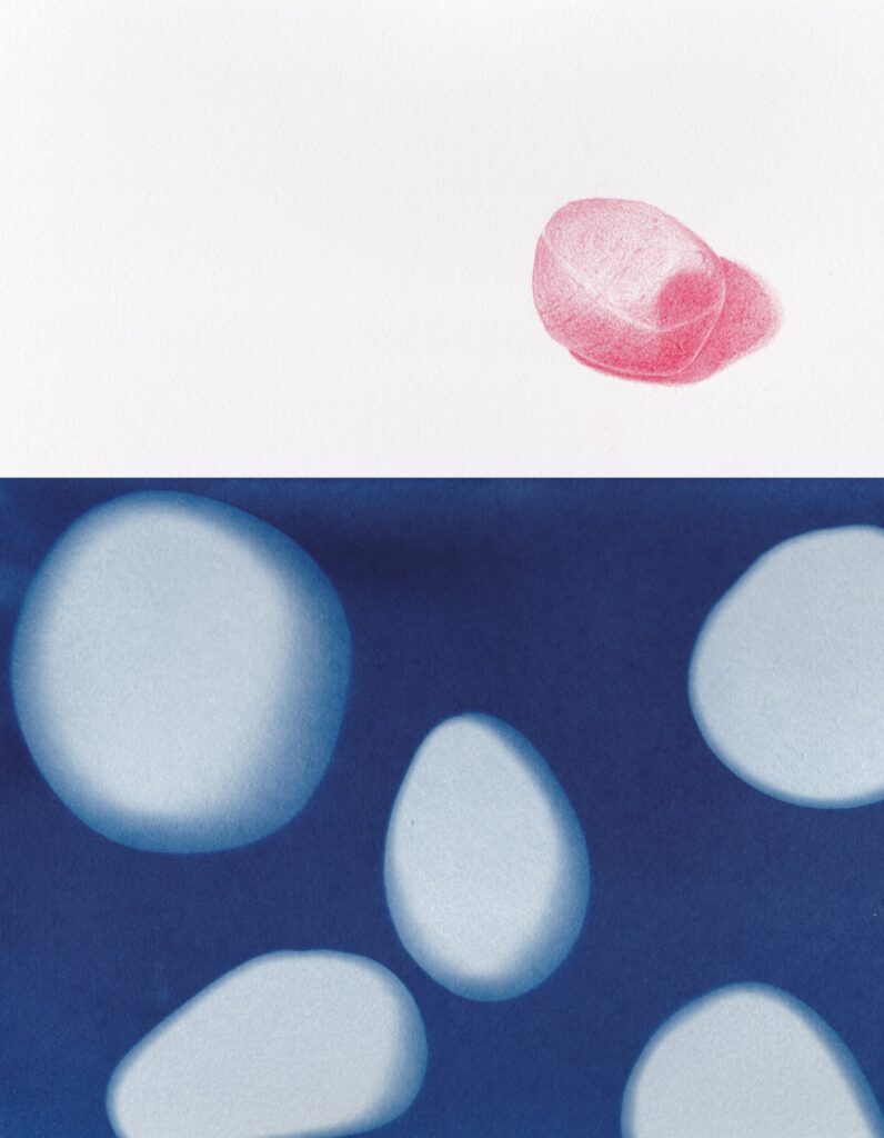 Jurassica2 Dessins Et Cyanotypes Emmanuel Wuthrich Aout 2014