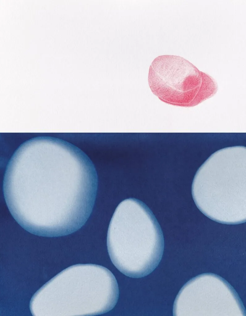 Jurassica2 Dessins Et Cyanotypes Emmanuel Wuthrich Aout 2014