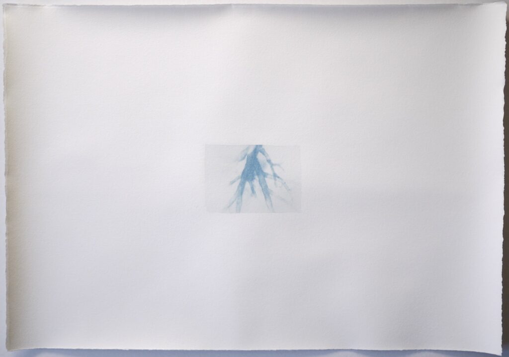 Memoire 1000564 Cyanotypes Emmanuel Wuthrich Novembre 2010