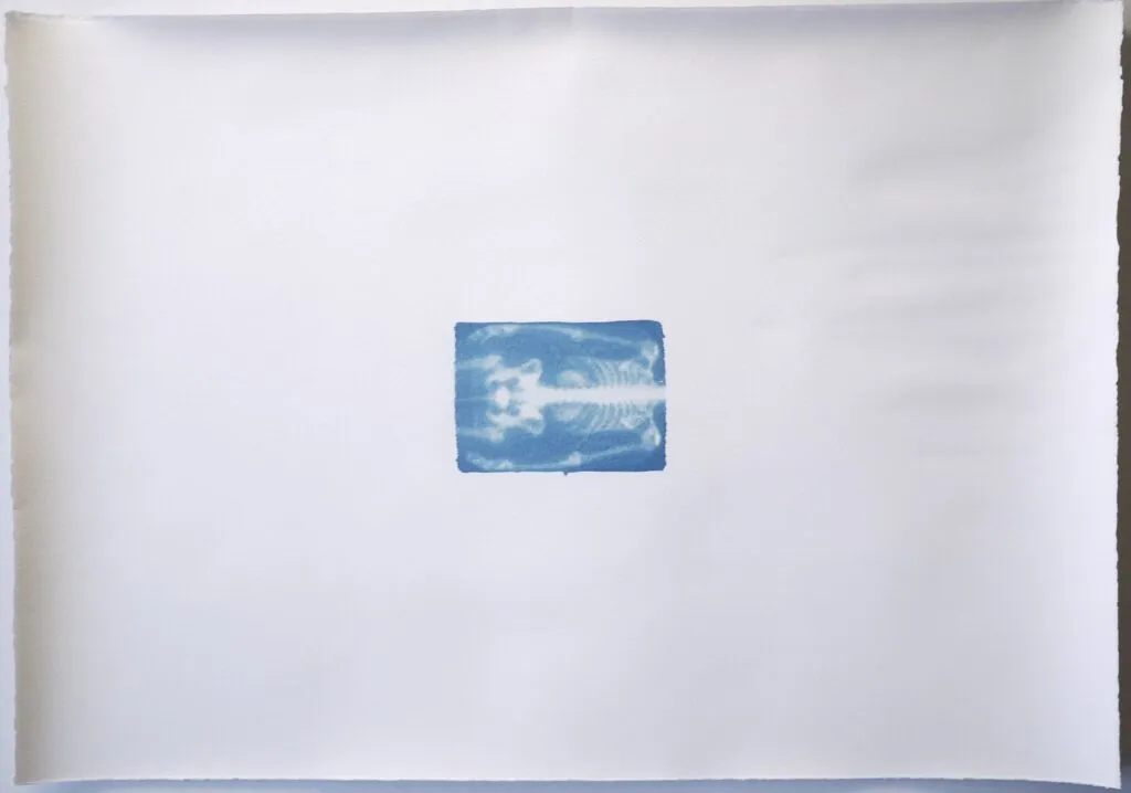 Memoire 1000568 Cyanotypes Emmanuel Wuthrich Novembre 2010